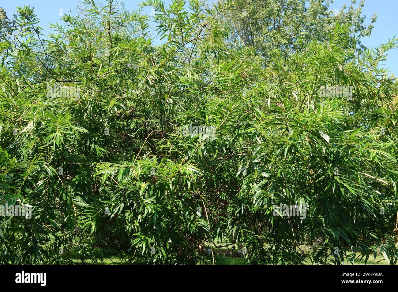 Salix sachalinensis, Schachalin willow Stock Photo