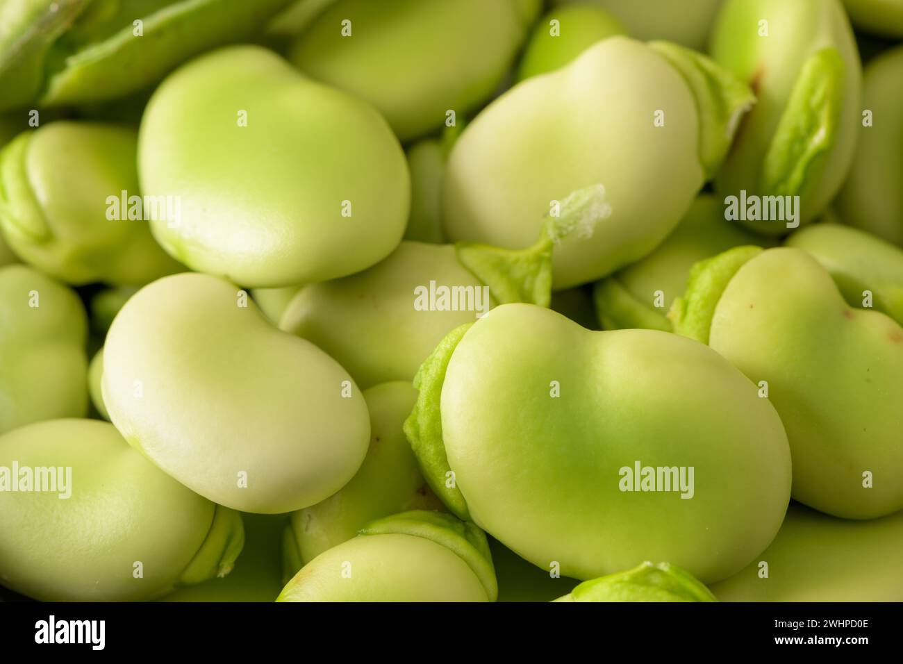 Broad beans plant hi-res stock photography and images - Alamy