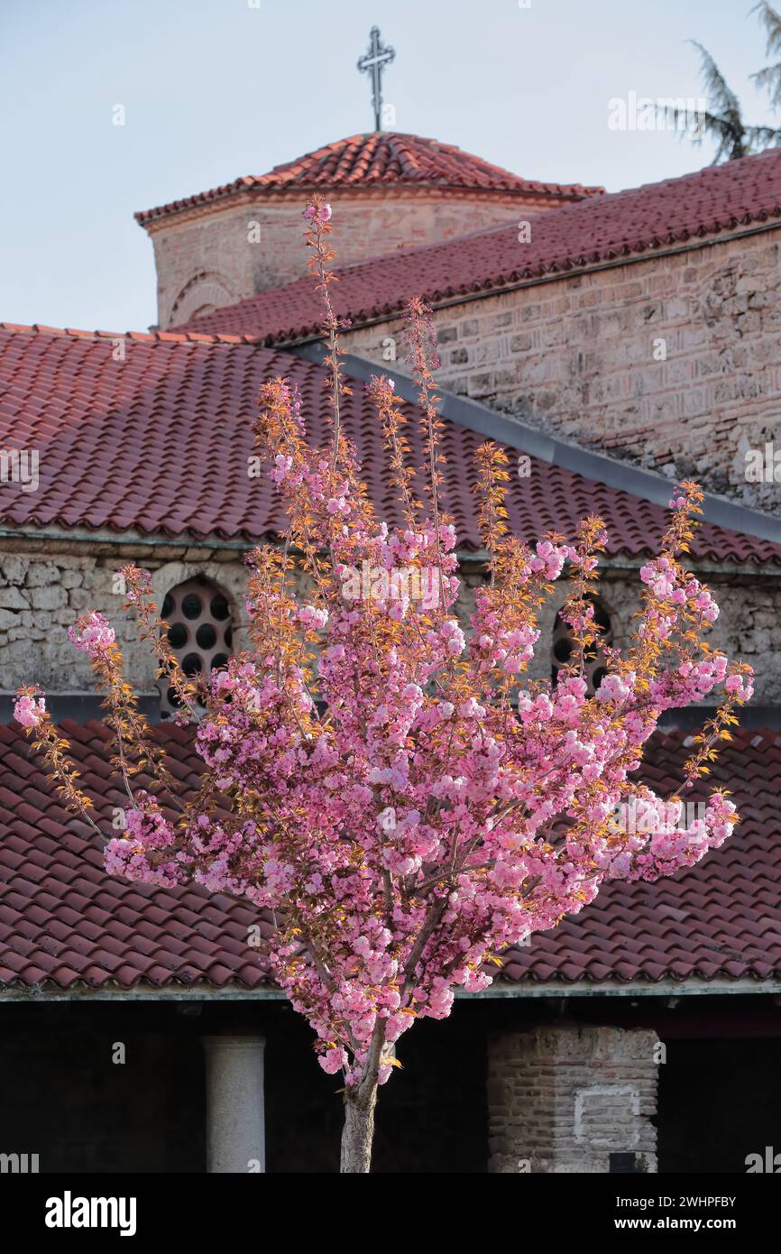 329 Young Kanzan cherry tree -Prunus serrulata- displaying its pink flowers, Saint Sophia -Crkva Sveta Sofija- church yard. Ohrid-North Macedonia. Stock Photo