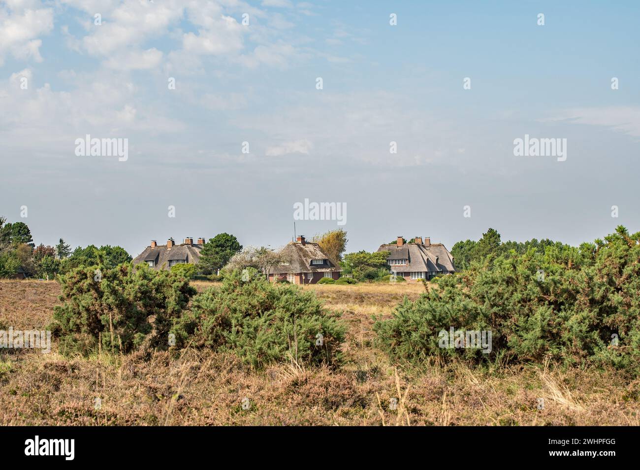 Heathland landscape Stock Photo
