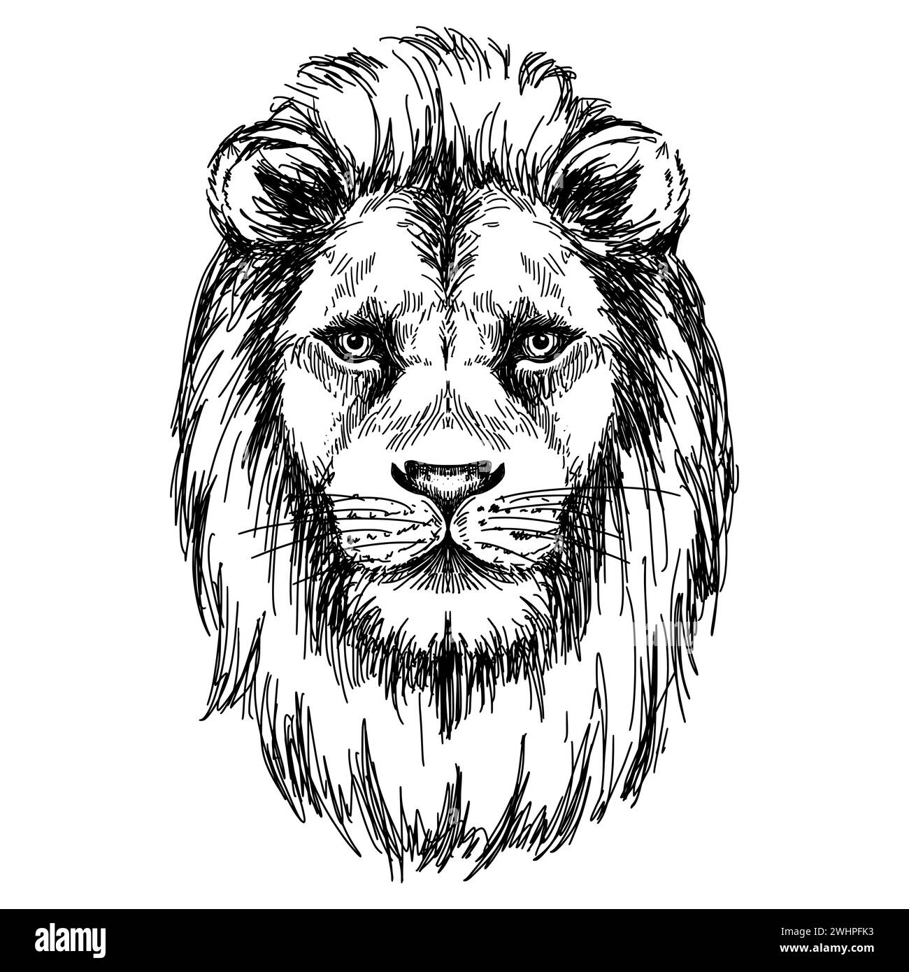 Hand drawn lion head vector sketch isolated on white background. Vintage etching illustration. Stock Vector