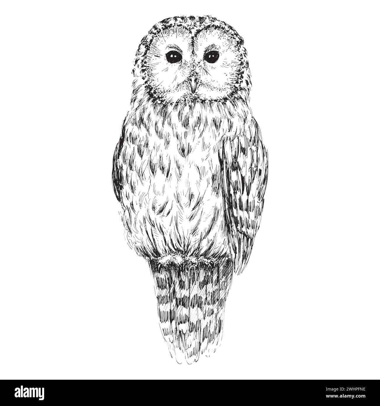 Strix owl sketch isolated on white background. Hand drawn pen and ink vintage bird illustration. Stock Vector