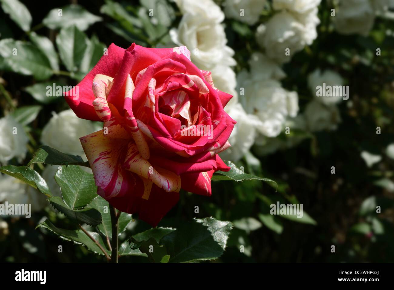 Rose blossom Stock Photo
