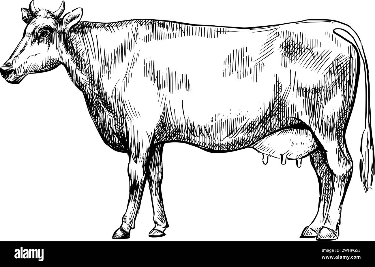 Cow sketch vintage animal black and white vector illustration. Stock Vector