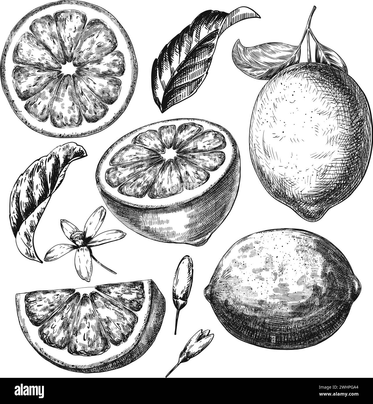 Clip Art Limone Vintage Png Lemon Sketch PNG Transparent Images Free