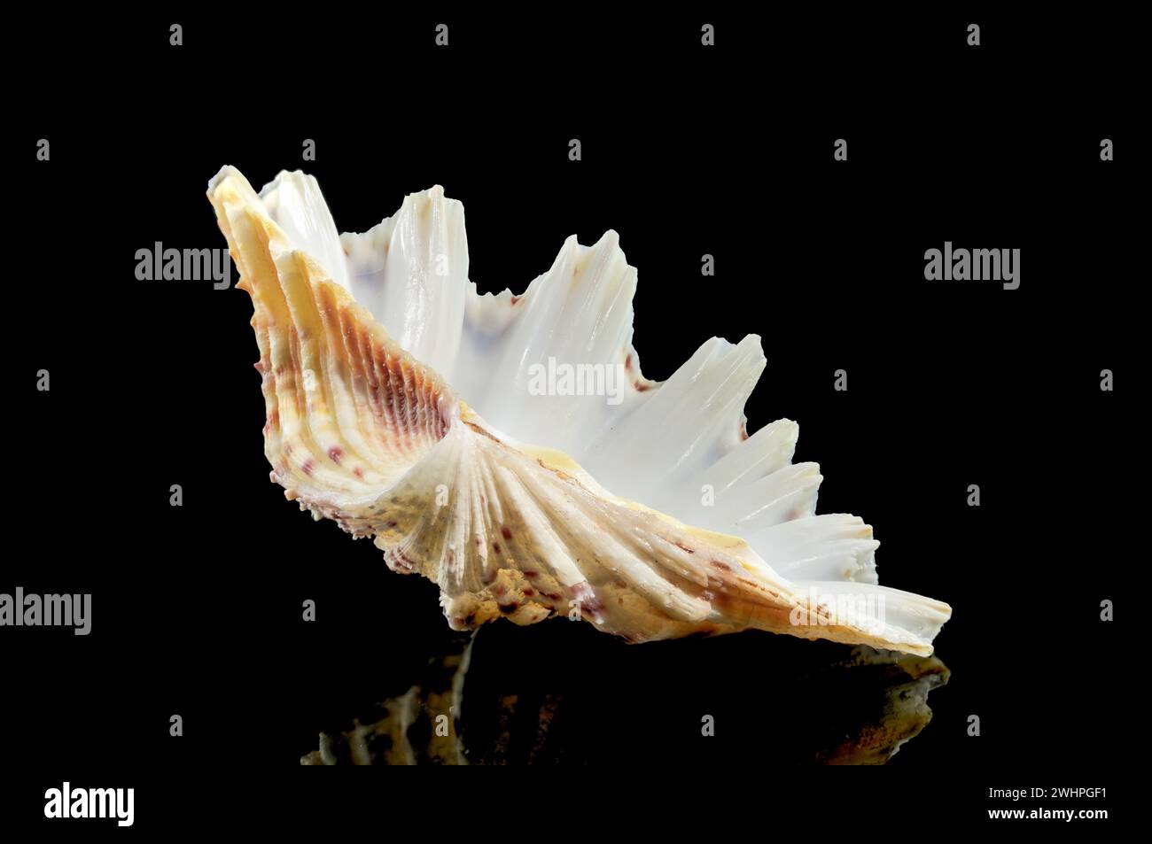 Close-up of Hippopus hippopus sea shell on a black background Stock Photo