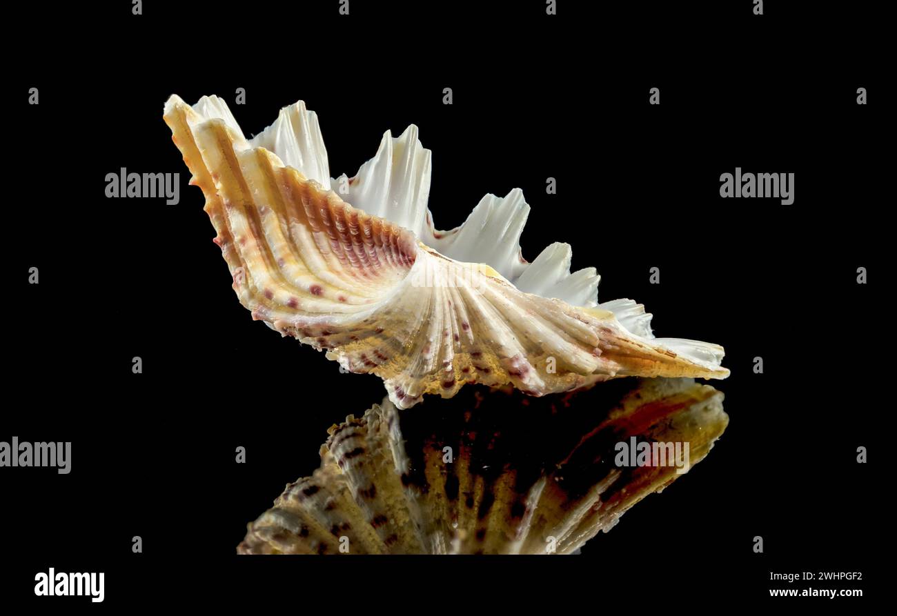 Close-up of Hippopus hippopus sea shell on a black background Stock Photo