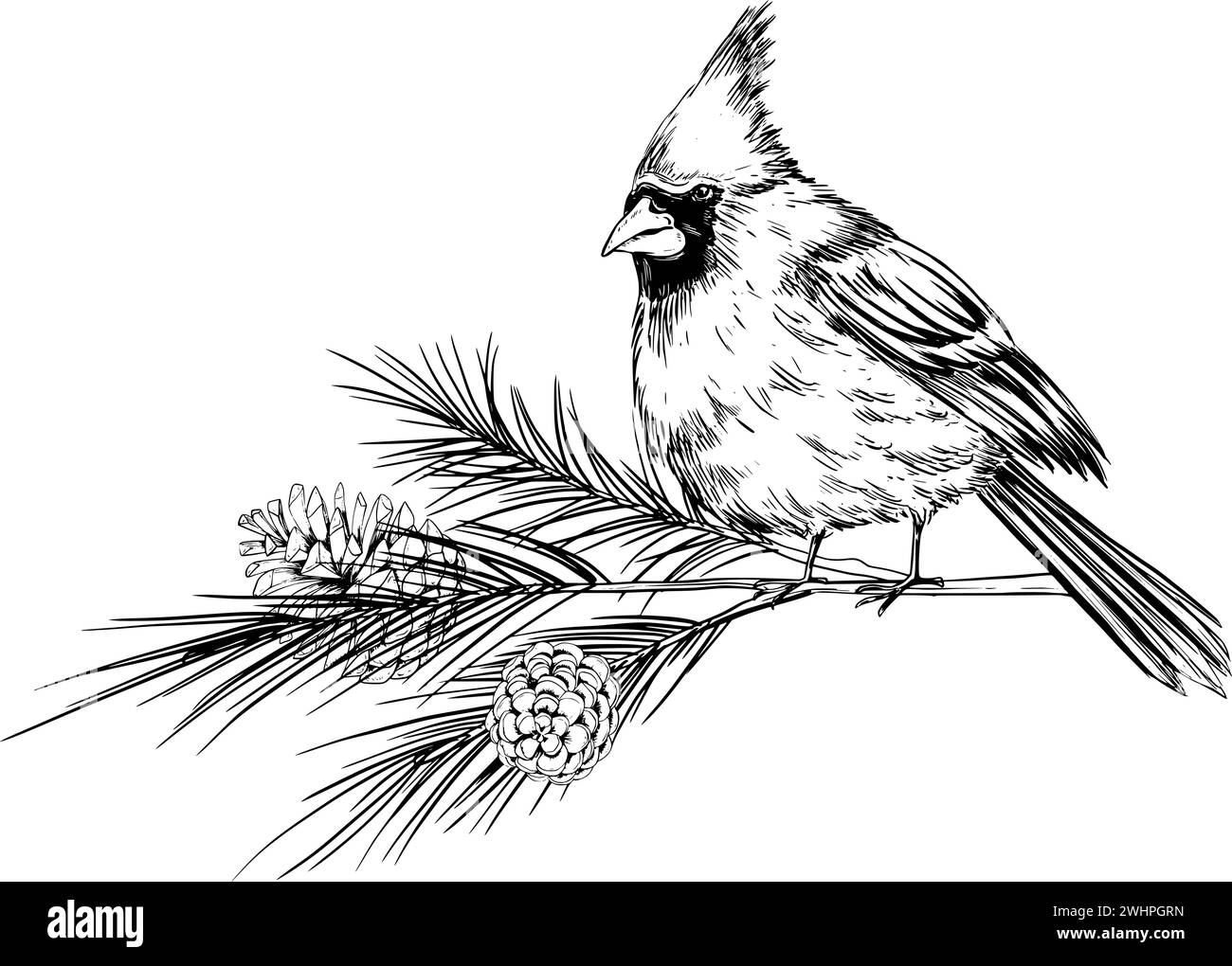 Red cardinal bird on a branch vector sketch illustration Stock Vector