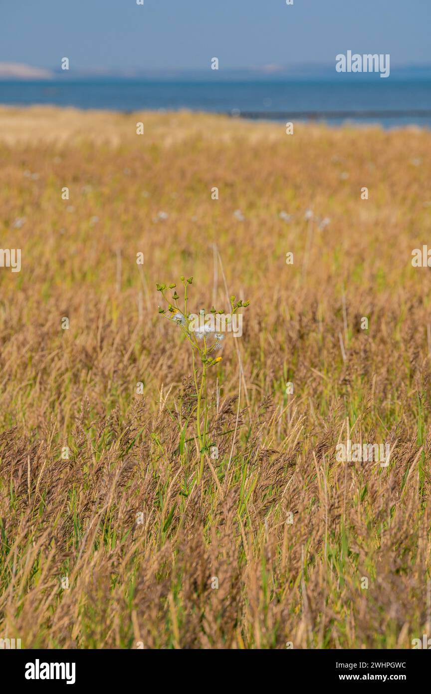 Soose hi-res stock photography and images - Alamy Soose hi-res stock photography and images - Alamy
