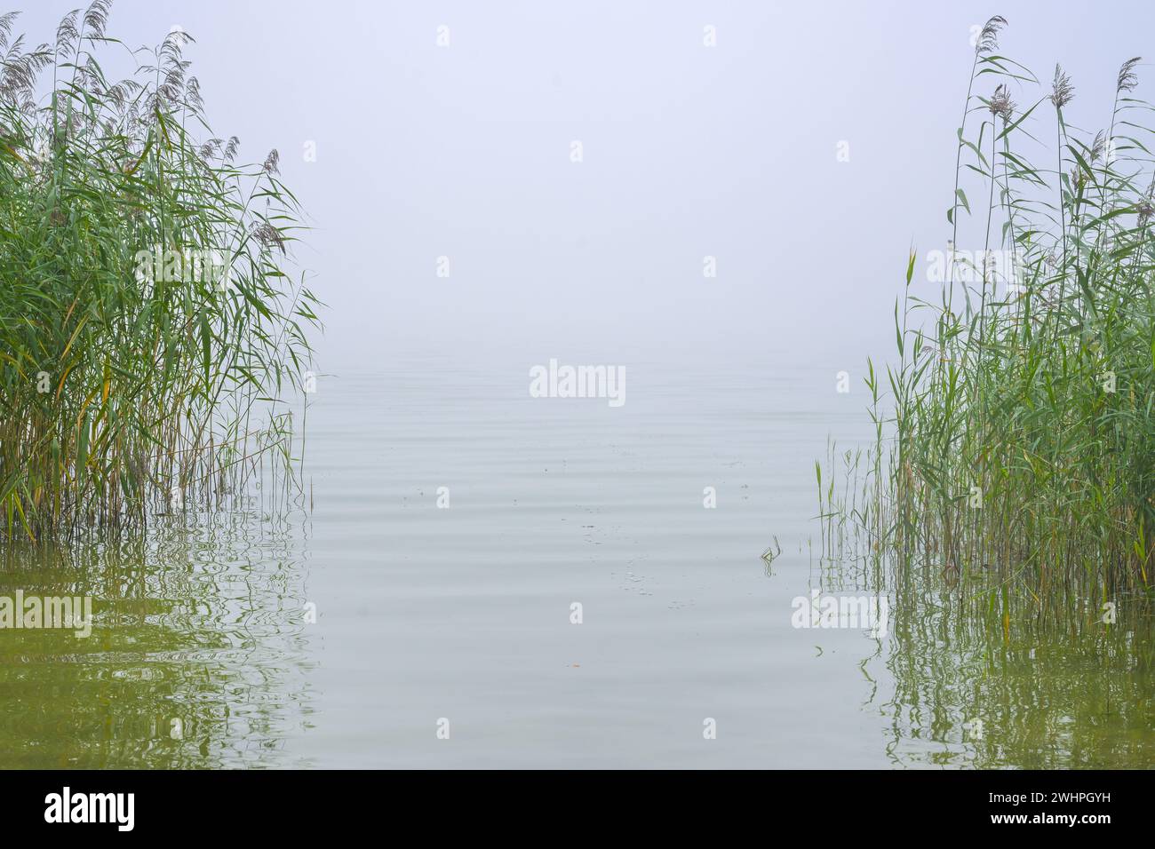 View through green reeds onto a calm lake, the water horizon disappears ...