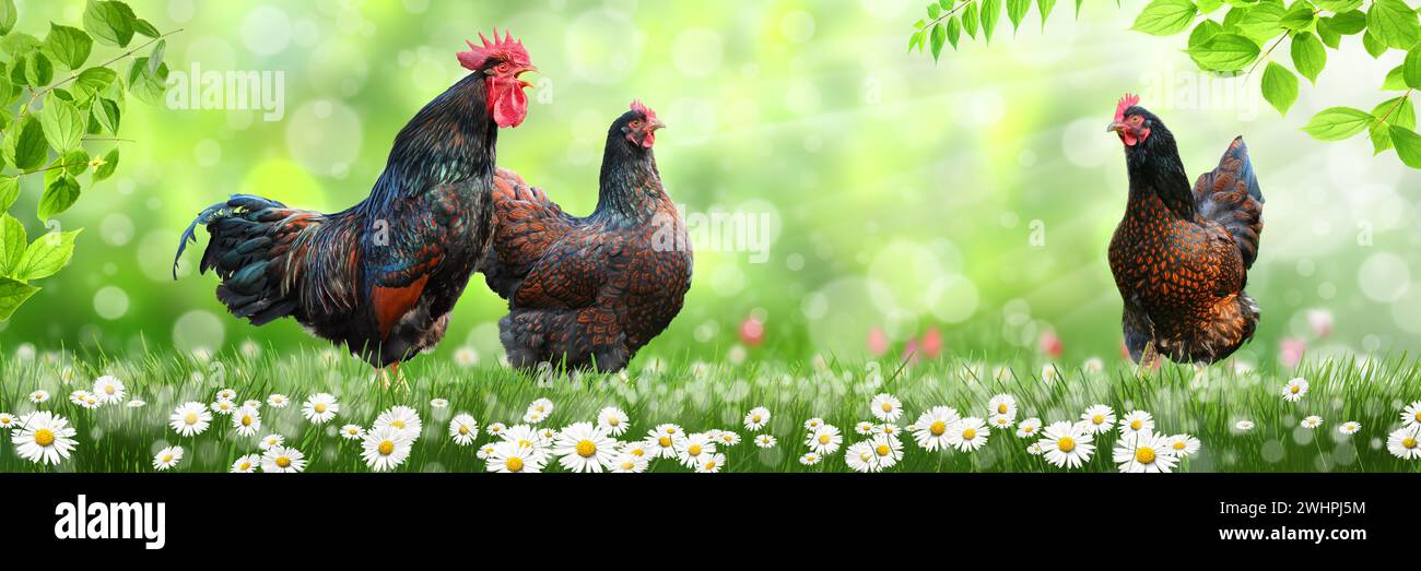 Free-range chickens Stock Photo