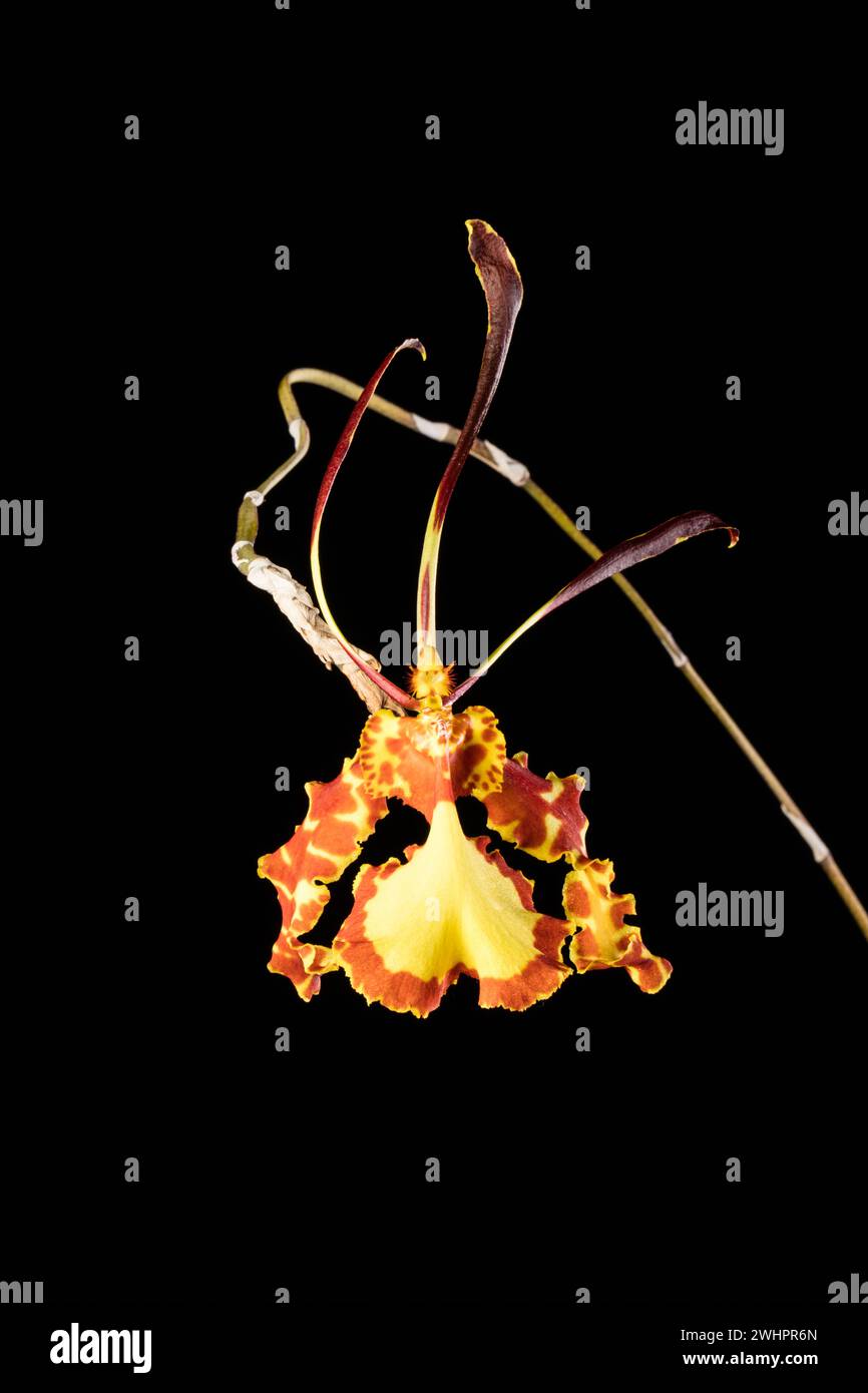 Psychopsis Mendenhall 'Hildos',  Smithsonian Gardens Orchid Collection Stock Photo