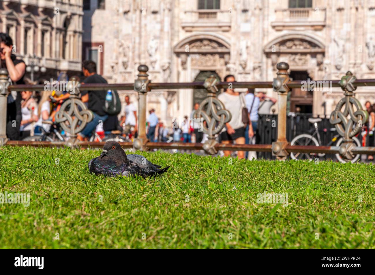Pigeon crouching on the lawn in a tourist town square Stock Photo
