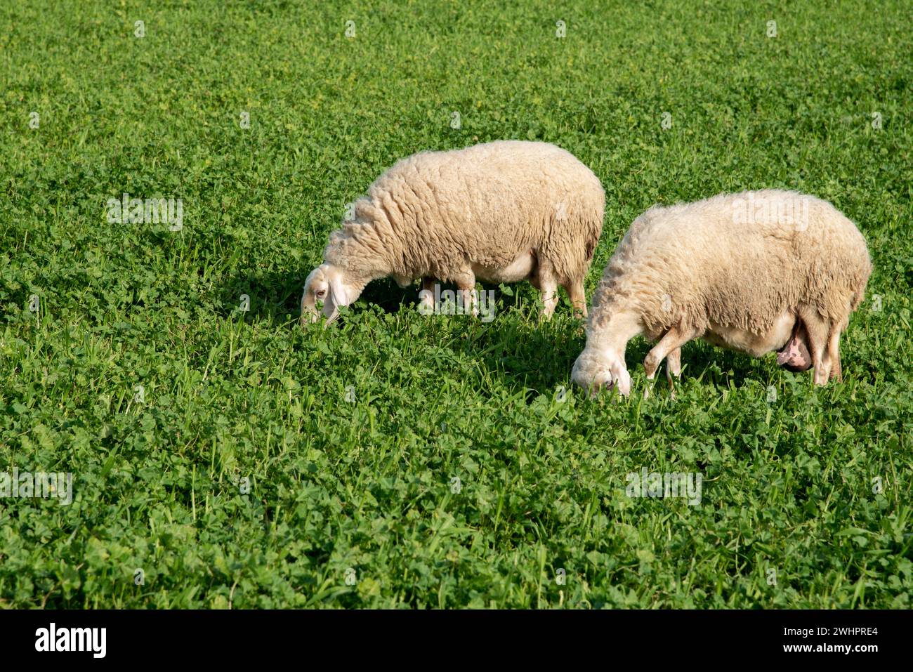 Sheep domestic animals feeding outdoor with grass. Agriculture farmland Stock Photo
