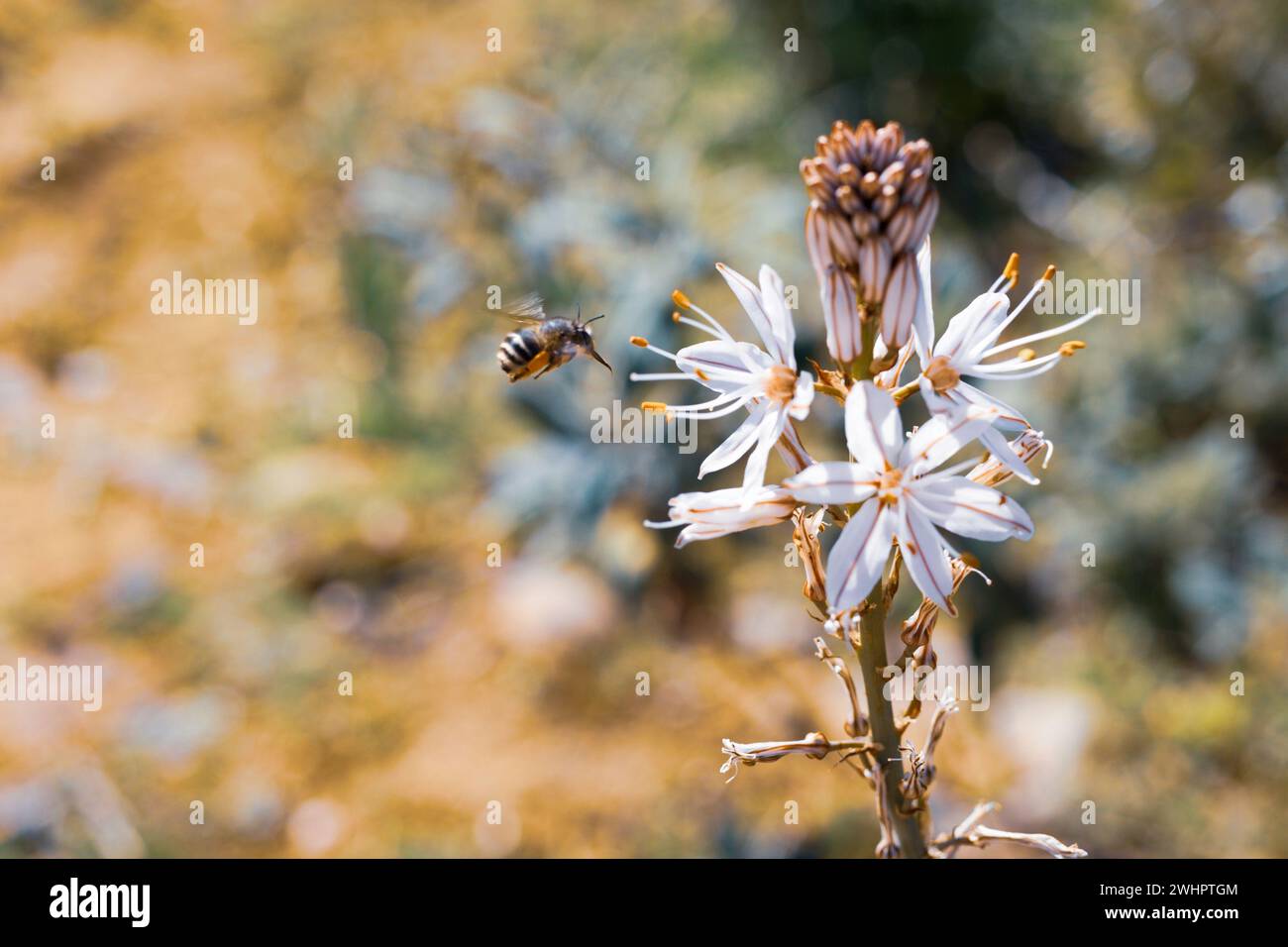 Bee flying collecting pollen next to a white flower. She carries some of the pollen on her hind legs Stock Photo