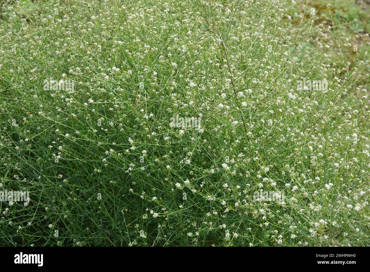 Lepidium graminifolium, grassleaf pepperweed Stock Photo