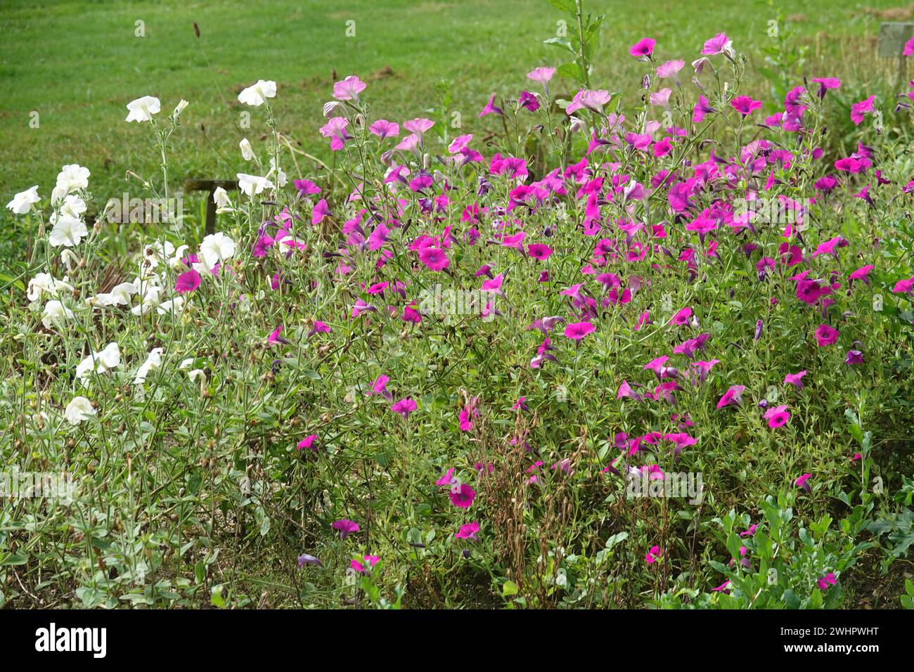 Petunia integrifolia, Wild petunia Stock Photo