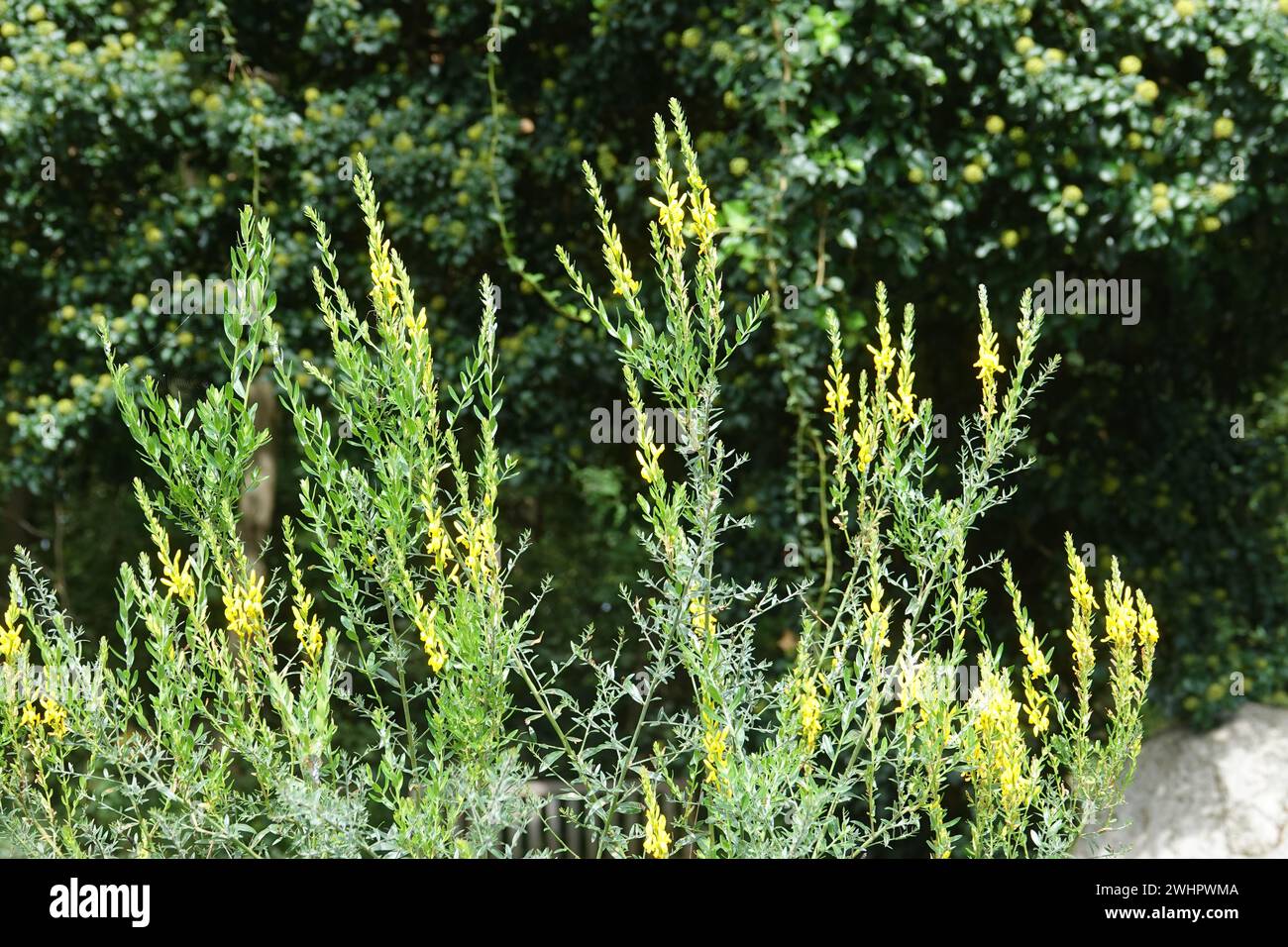 Genista pilosa, Hairy greenweed Stock Photo