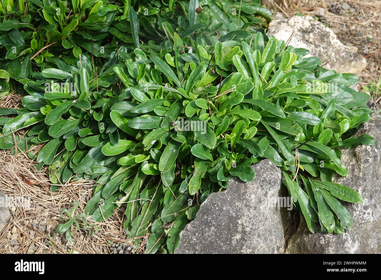 Globularia trichosantha, Syn. Globularia cordifolia, Globeflower Stock Photo