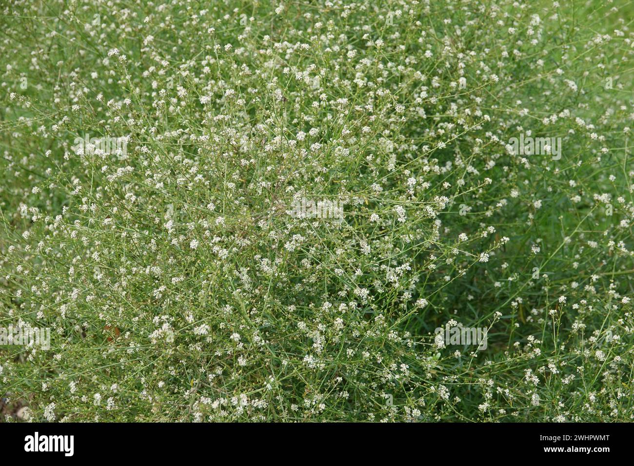 Lepidium graminifolium, grassleaf pepperweed Stock Photo