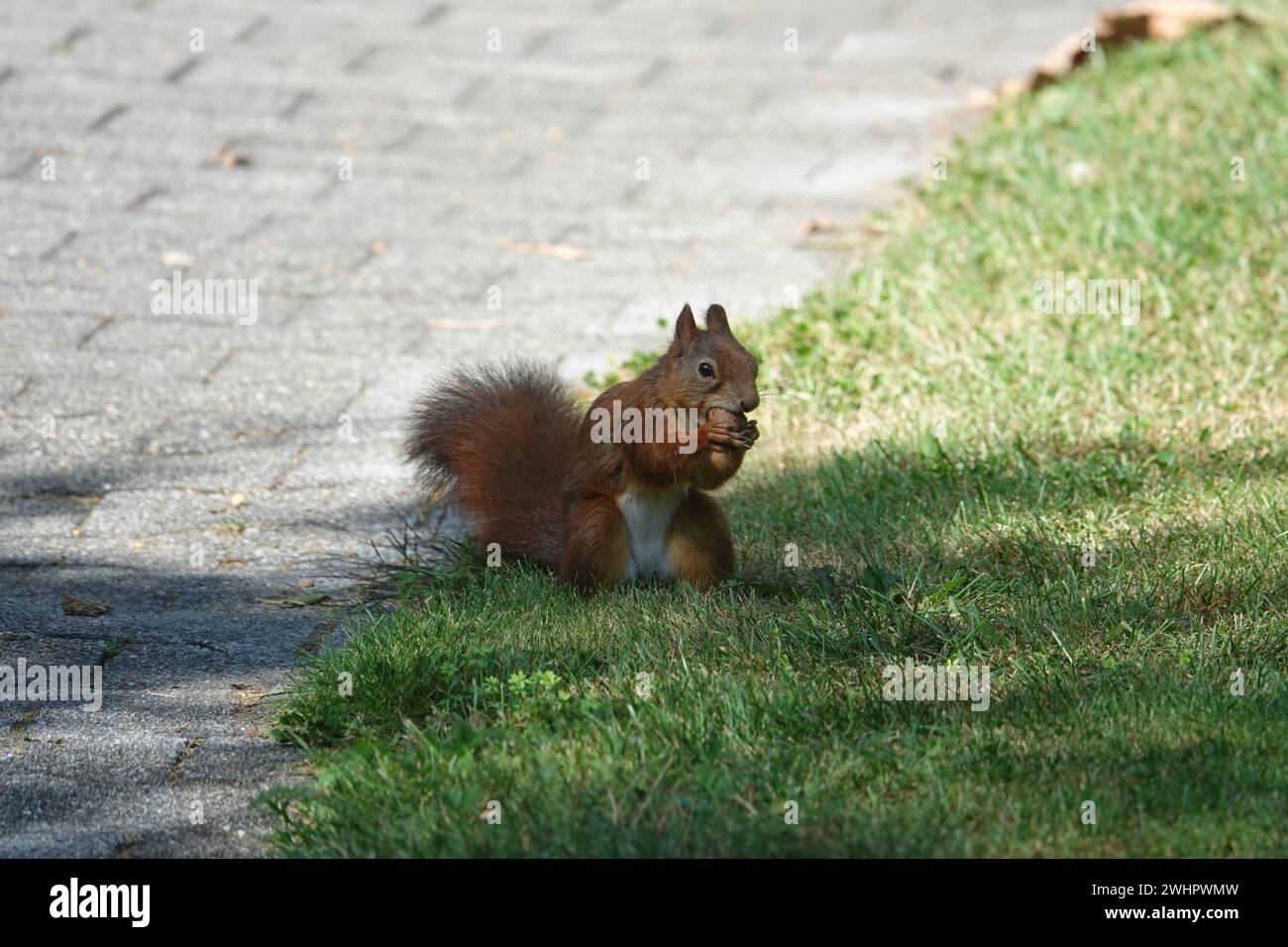 Sciurus vulgaris, Squirrel Stock Photo