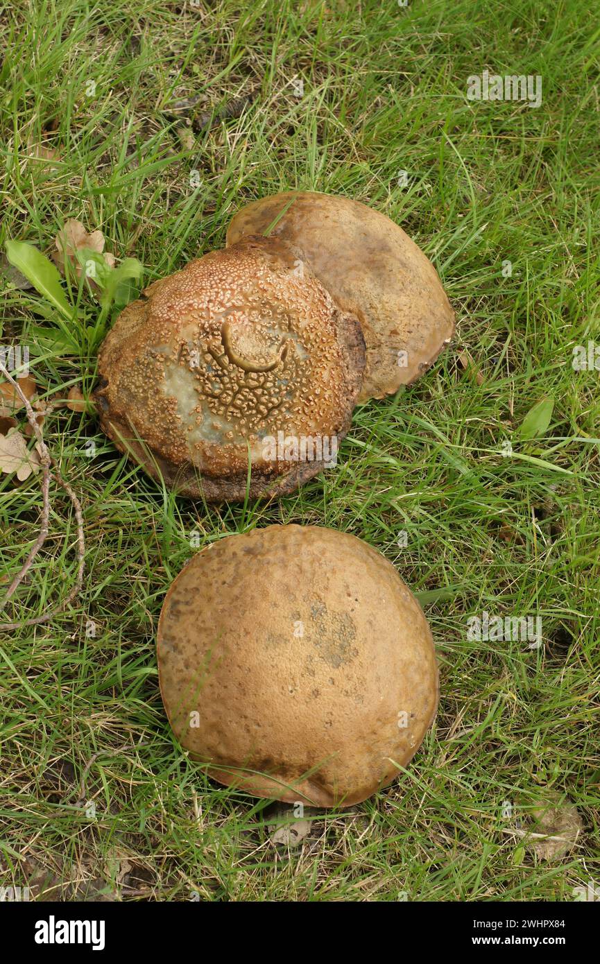 Closeup on the Slate Bolete mushroom , Leccinum duriusculum gronwing in the grass Stock Photo
