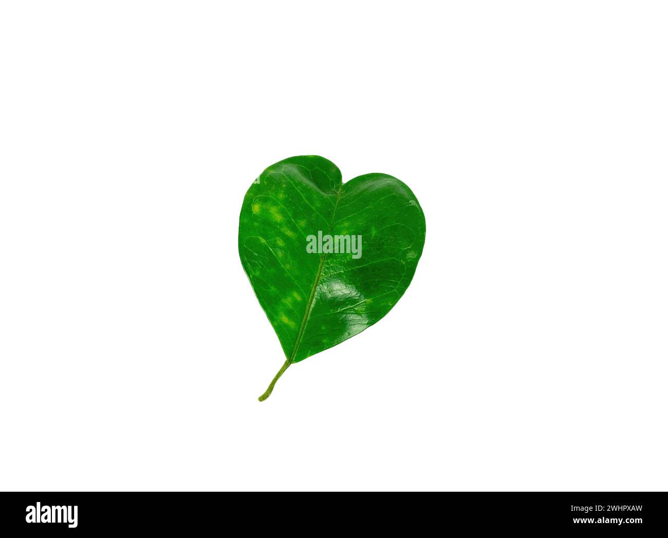 Pomelo green leaf heart shaped,isolated on white background Stock Photo