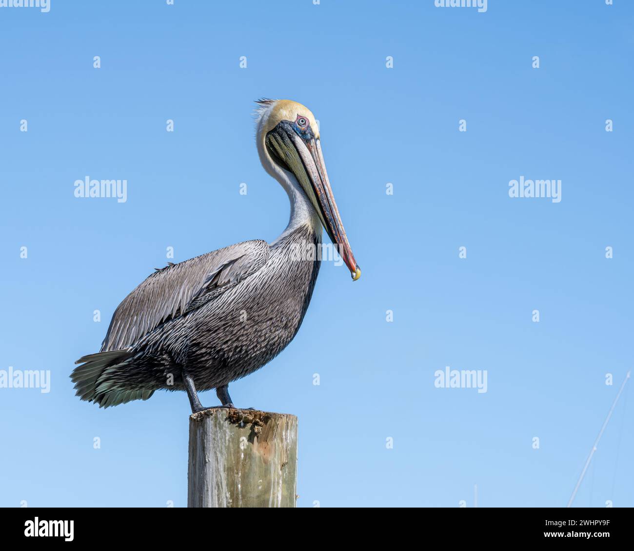 Pelican standing on marina piling, Robbies, Islamorada, Florida Bay, Florida Stock Photo