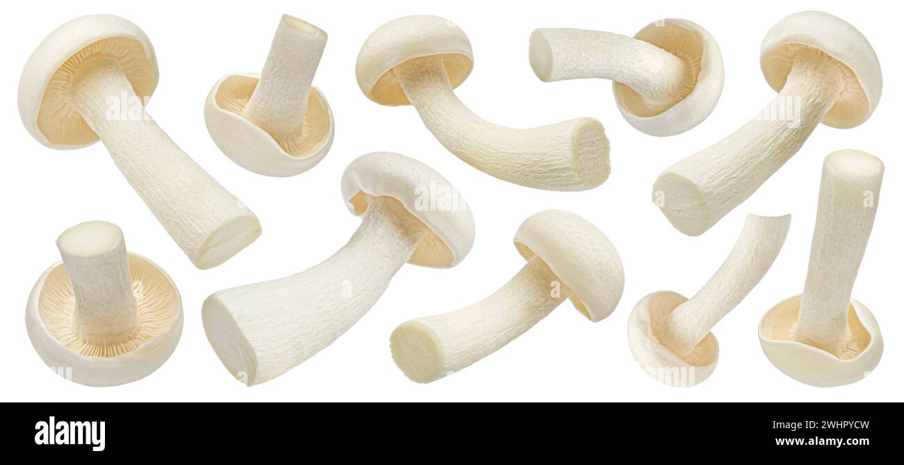 Shimeji mushroom, white beech mushrooms isolated on white background, full depth of field Stock Photo
