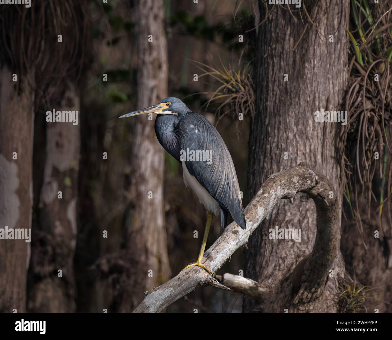 Tricolored heron balanced on one leg, Loop Road Scenic Drive, Big Cypress National Preserve, Florida Stock Photo