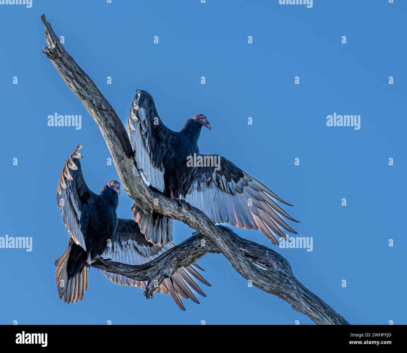 Turkey vultures drying feathers on a branch,, Deep Hole Trail, Myakka River State Park, Florida Stock Photo