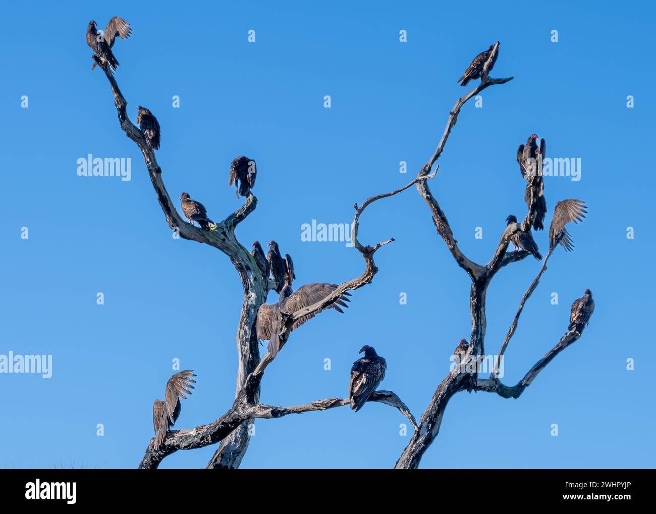 Turkey vultures perched in a tree, Deep Hole Trail, Myakka River State Park, Florida Stock Photo