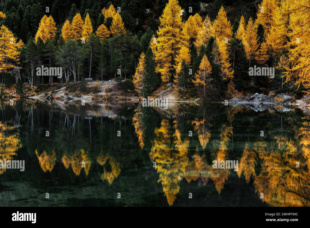 Lake Palpuogna in the Swiss Alps with yellow larch trees and reflections Stock Photo