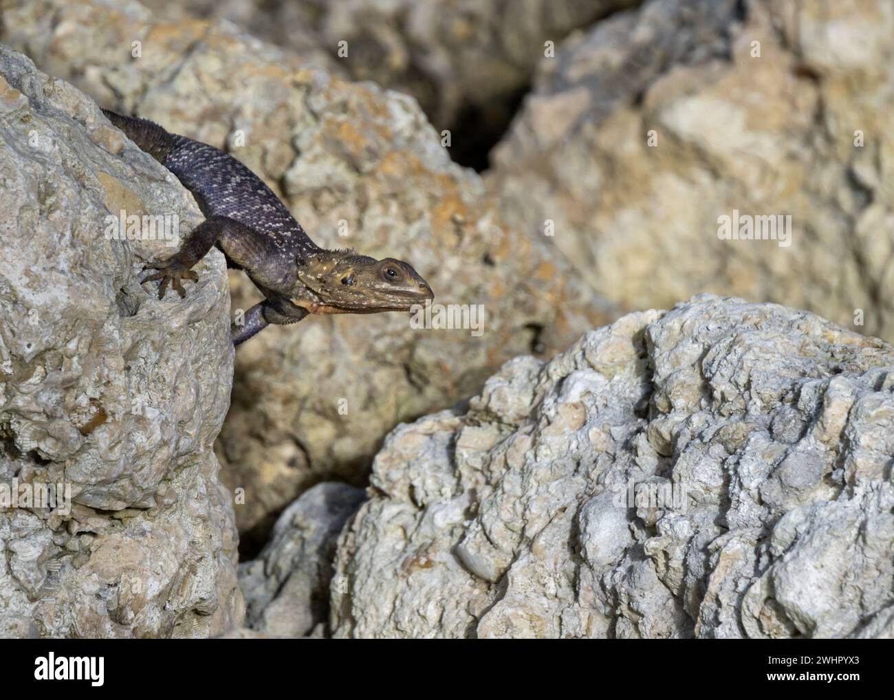 Agama (invasive) standing on a rock, Convoy Jetty Trail, Convoy Point, Biscayne National Park, Florida Stock Photo