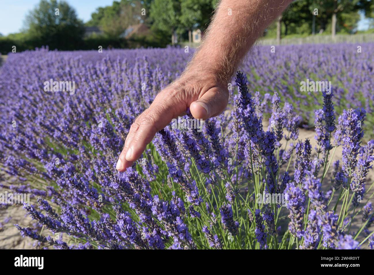 Hand of man softly touching tops of fresh lavender flowers in blooming field. Aromatic plants farm. Sunny day blue sky natural background closeup. Stock Photo