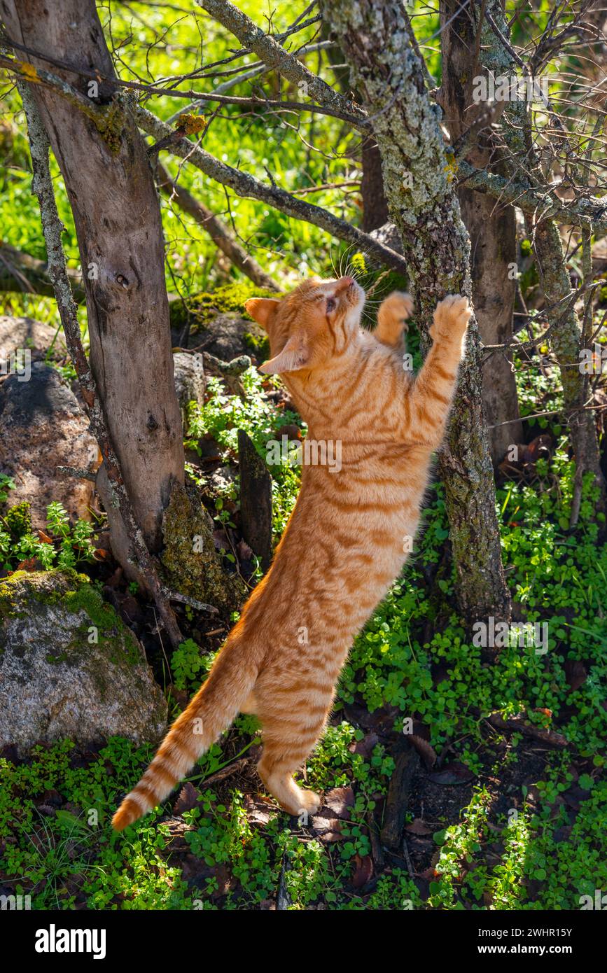 Kitten Scratching Kitten scratching a trunk Stock Photo - Alamy