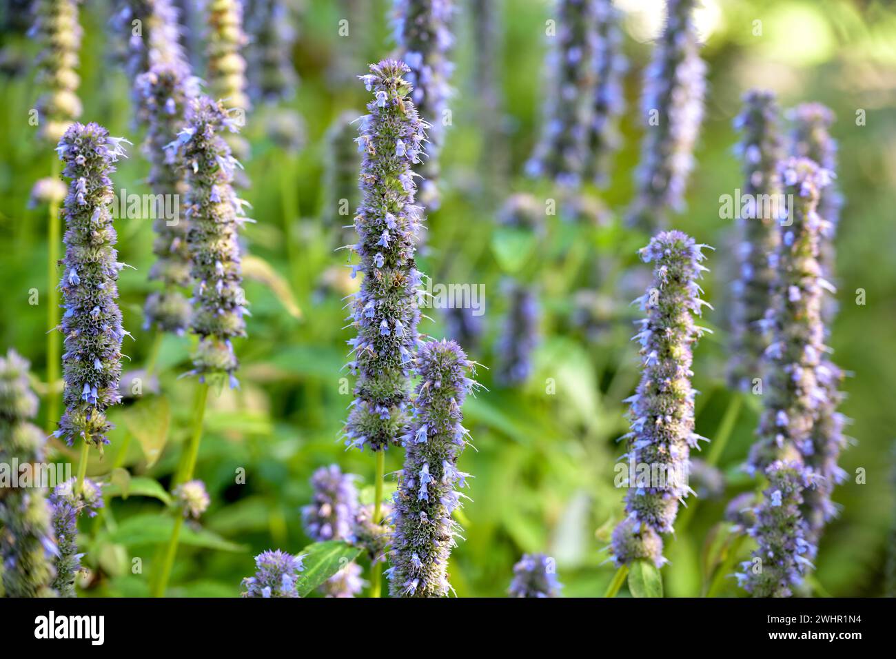 Inflorescences of ornamental sage with small purple single flowers on long racemes over the green leaves, decorative plant in th Stock Photo