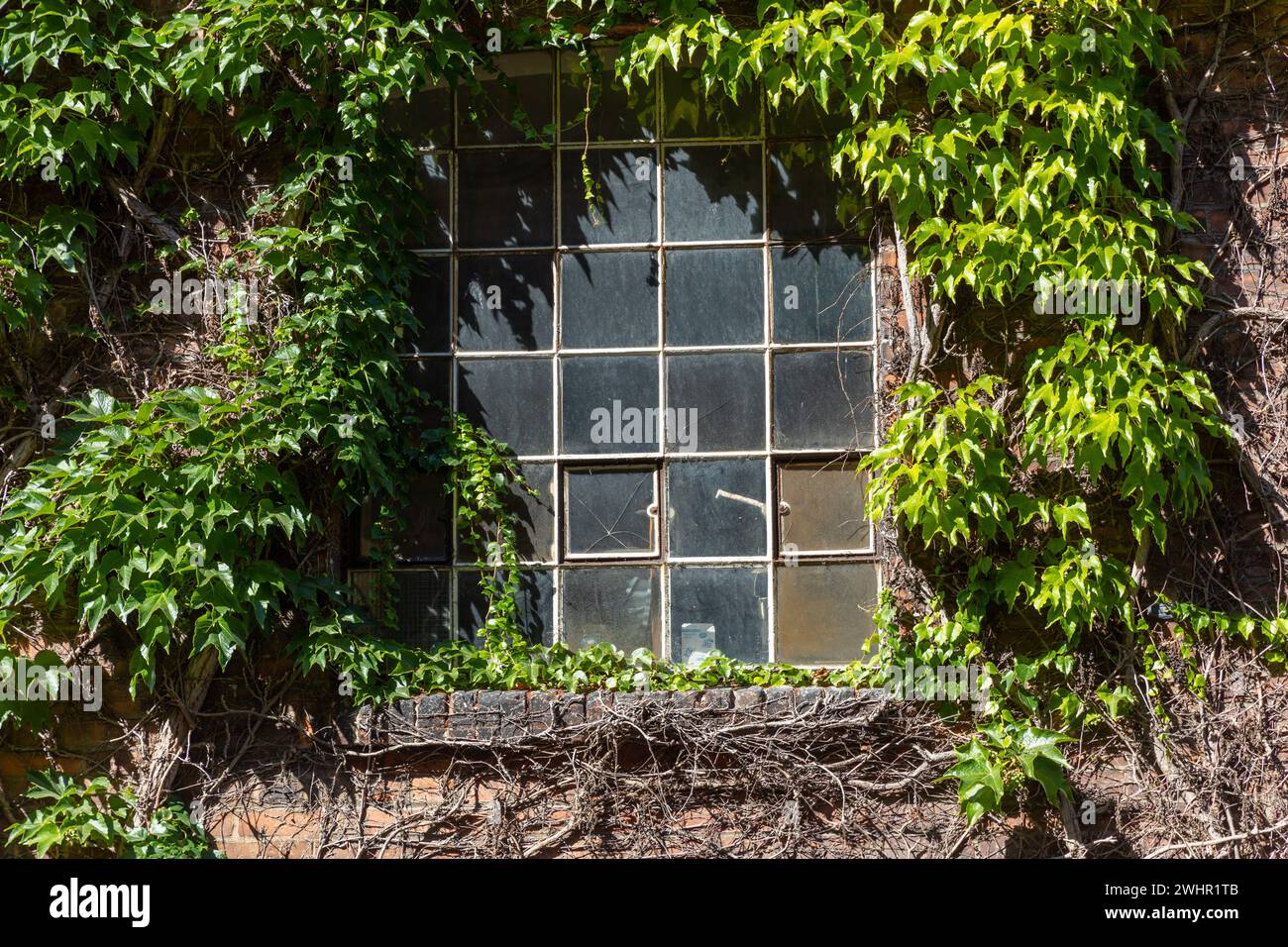 Zugewachsenes Fenster einer alten Fabrik Lost Place Stock Photo