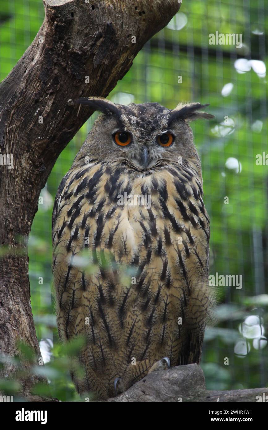 Eule mit großen Augen im Wald Stock Photo