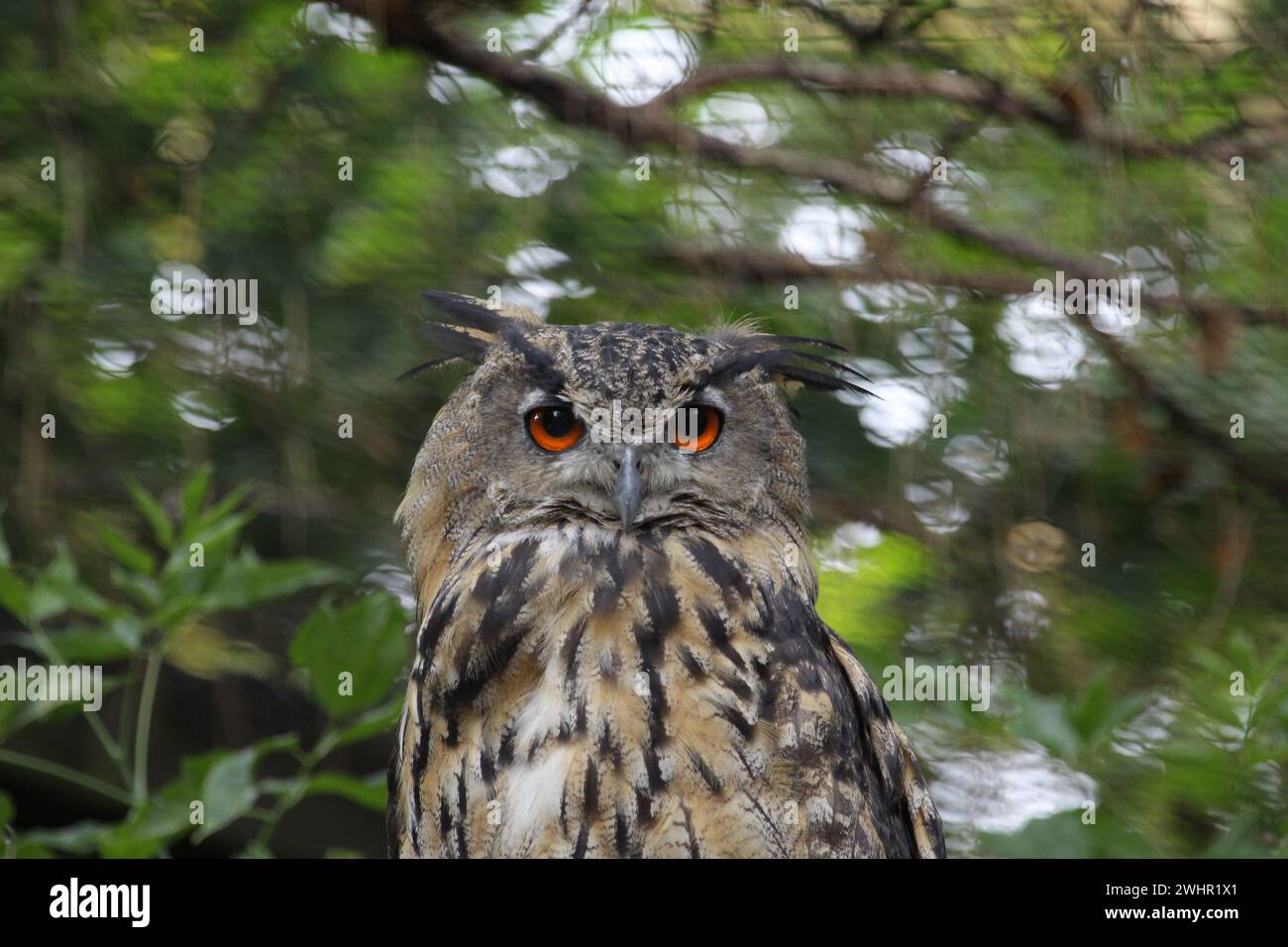 Eule mit großen Augen im Wald Stock Photo