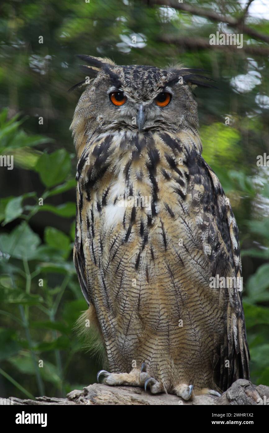 Eule mit großen Augen im Wald Stock Photo