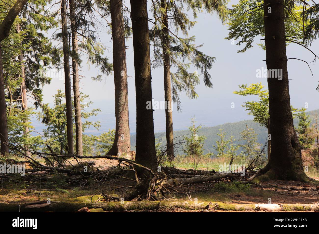 Wald auf dem Feldberg im Taunus Stock Photo