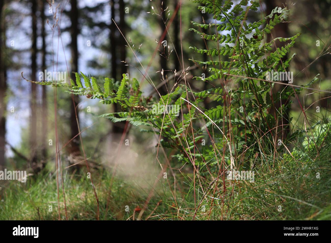 Wald auf dem Feldberg im Taunus Stock Photo