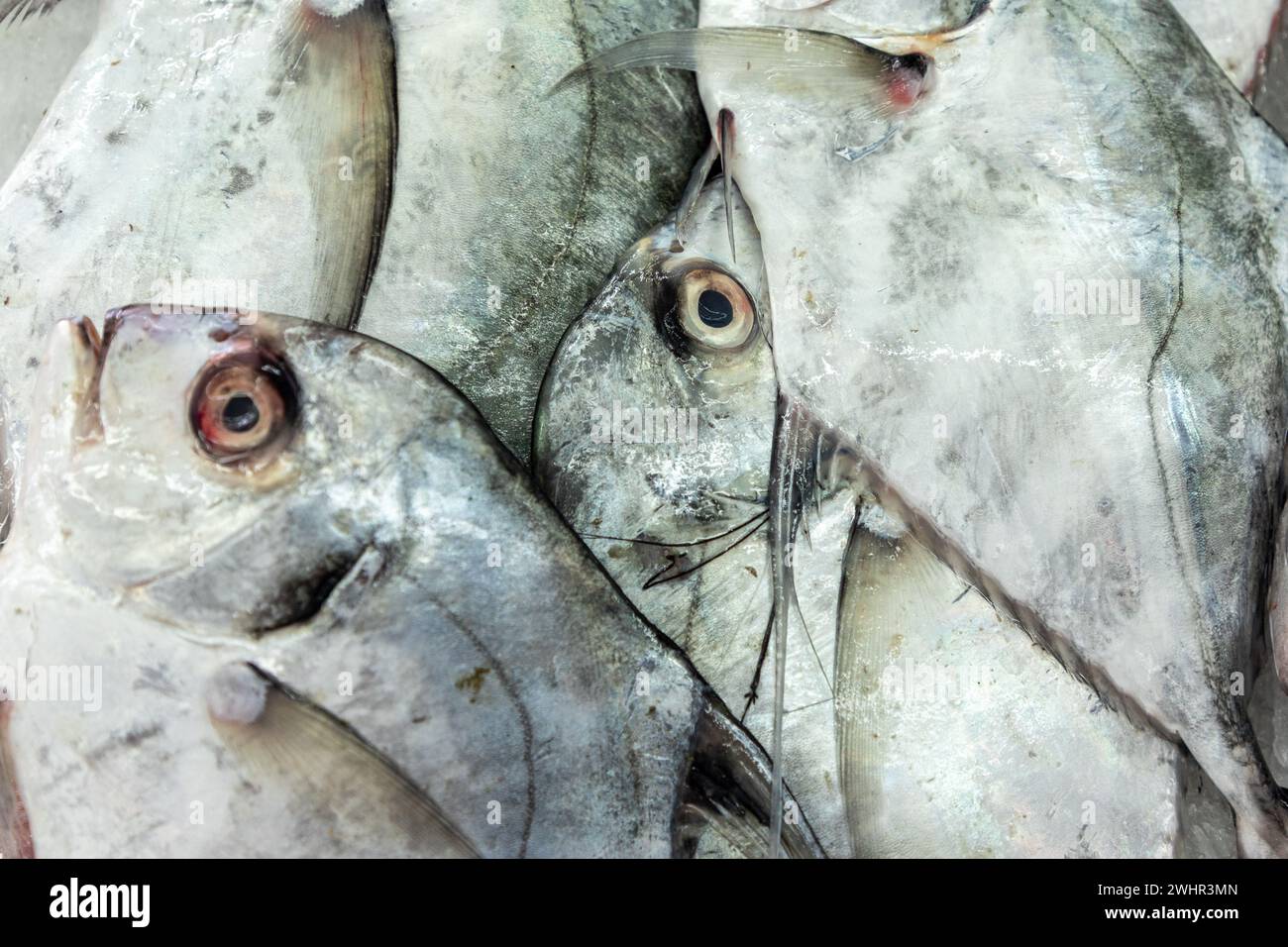 African pompano (Alectis ciliaris), pennant-fish, threadfin trevally, fresh caught fishes for sale on fishmarket Stock Photo