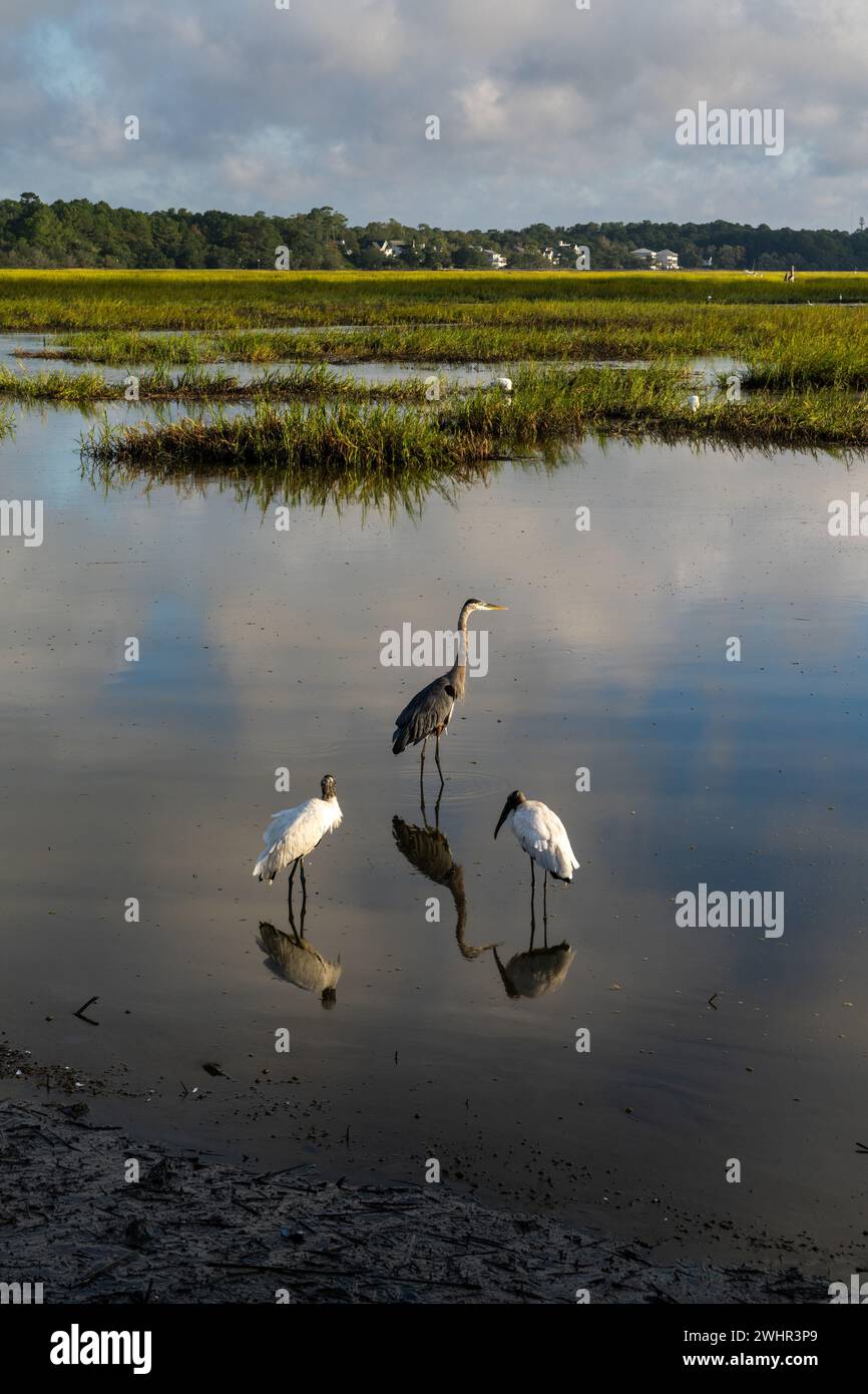 Two wood storks and a great heron in the tidal waters and marshlands of Huntington Beach State Park in South Carolina Stock Photo
