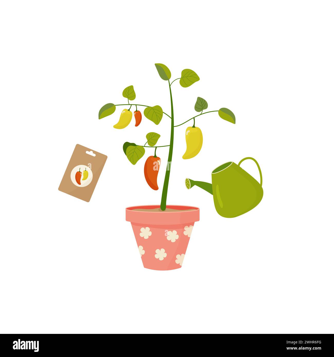 Watering and growing tomato peppers in a pot on the balcony. Home growing concept in cartoon style seeds Stock Vector