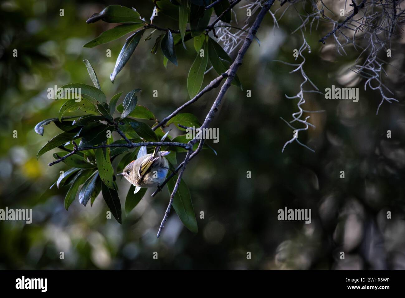 Ruby island hi-res stock photography and images - Alamy