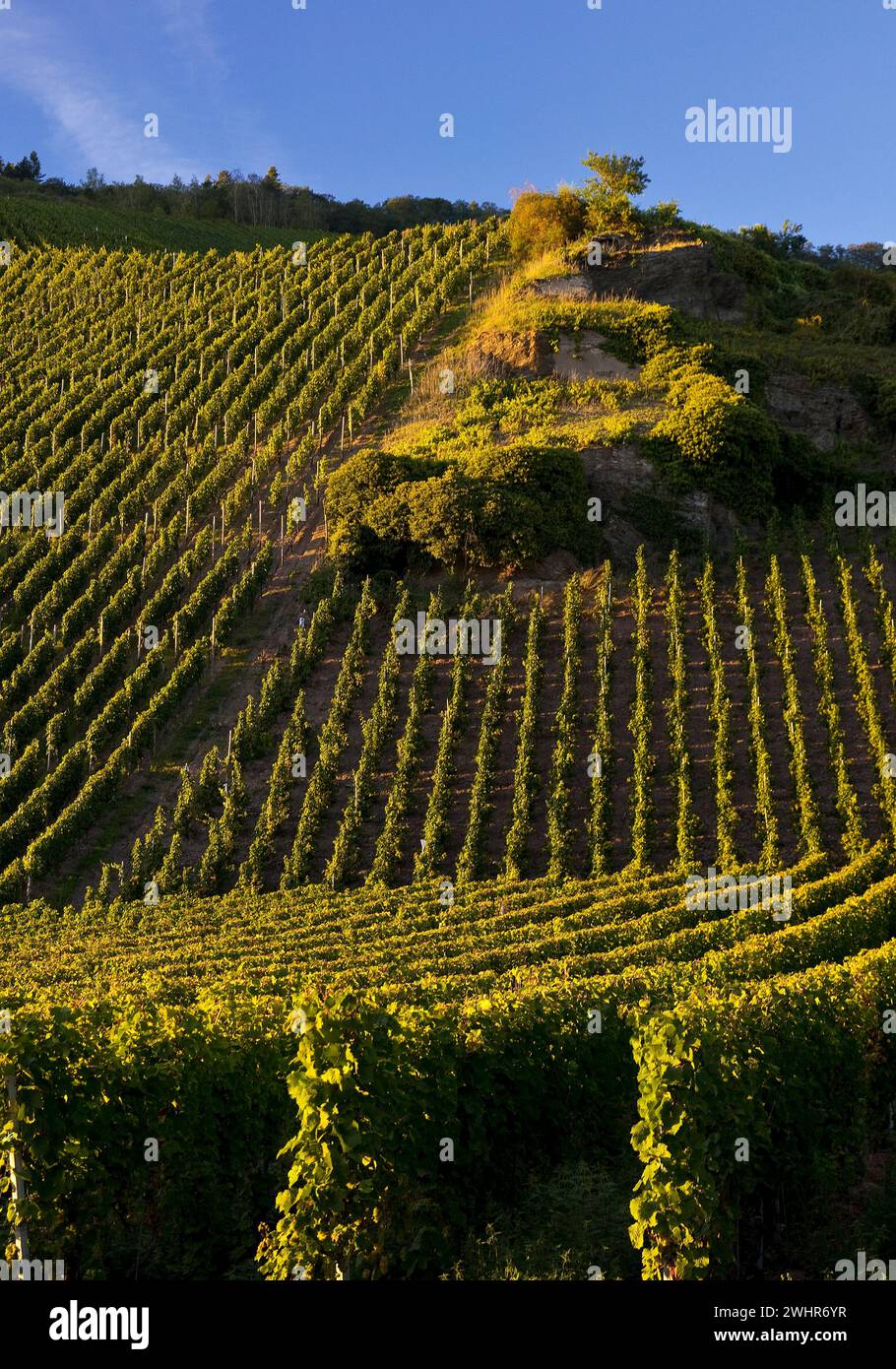 Erdener Treppchen, vineyard in the Mosel wine-growing region, Bernkastel area, Germany, Europe Stock Photo