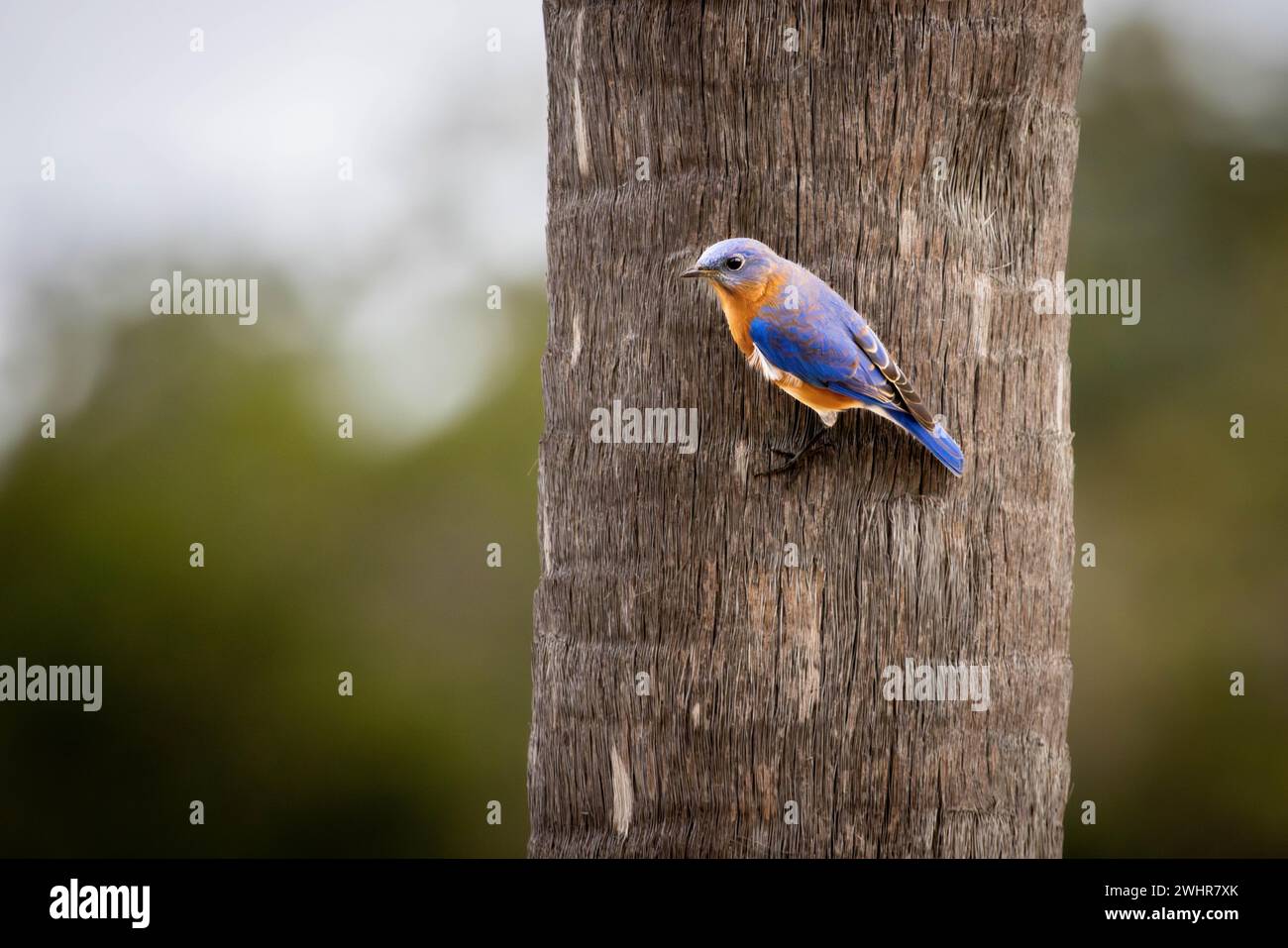 An eastern bluebird clinging to a tree as it looks out for food. Shem ...