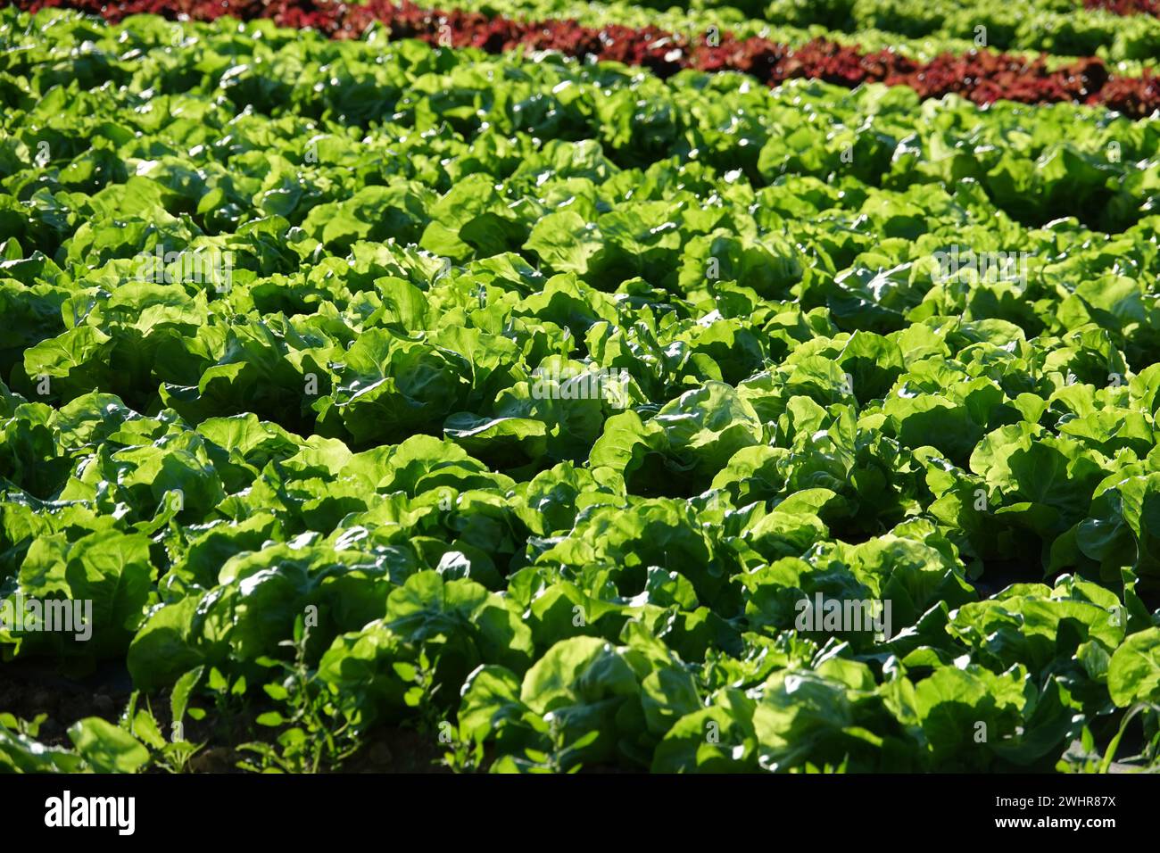 Lactuca sativa, Salad Stock Photo